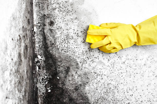 Best Black Mold Removal  in Sebastian, TX