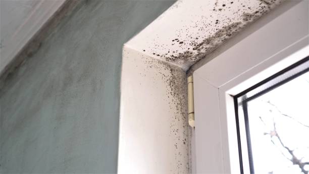 Best Home Mold Removal  in Sebastian, TX