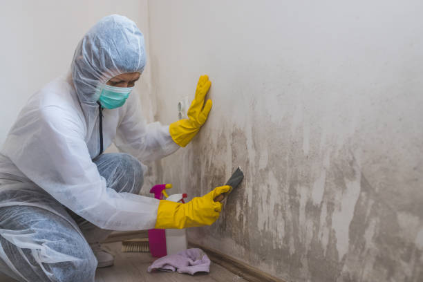 Professional Mold Removal in Sebastian, TX