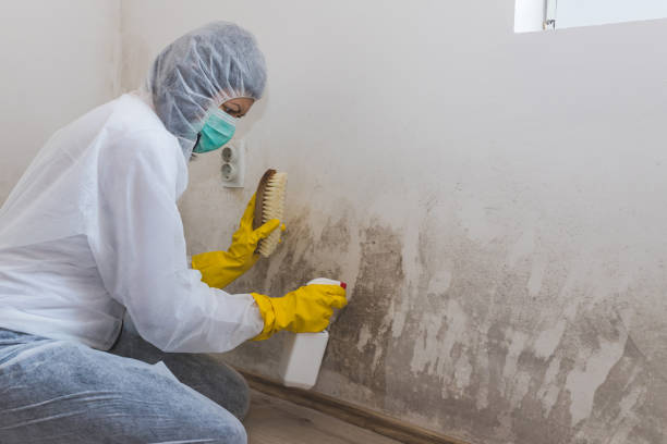 Best Mold Remediation  in Sebastian, TX