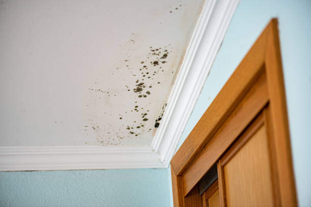 Best Local Mold Removal Service  in Sebastian, TX