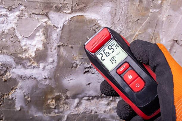 Best Fast Mold Removal  in Sebastian, TX