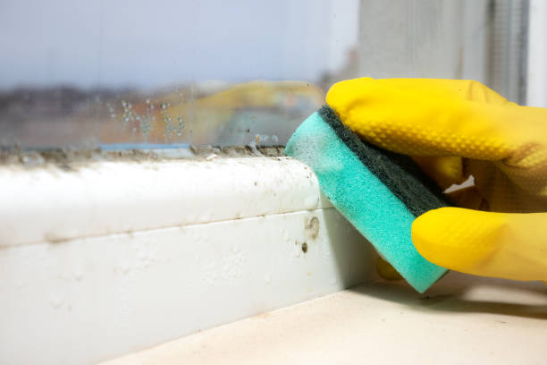 Best Residential Mold Removal  in Sebastian, TX