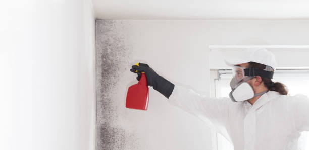 Best Certified Mold Removal  in Sebastian, TX