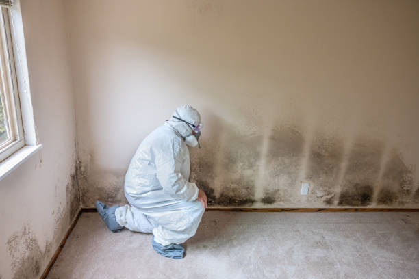 Crawl Space Mold Removal in Sebastian, TX