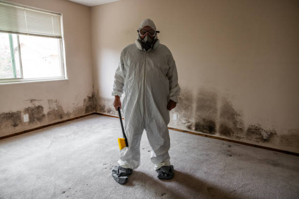 Best Mold Testing and Removal  in Sebastian, TX