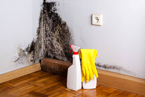 Best Mold Removal Company Near Me  in Sebastian, TX
