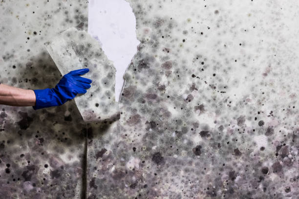 Best Toxic Mold Removal  in Sebastian, TX