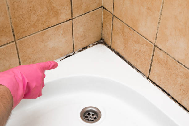 Best Black Mold Removal  in Sebastian, TX